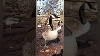 Canada Geese Honking Loud birds [upl. by Sucramed384]