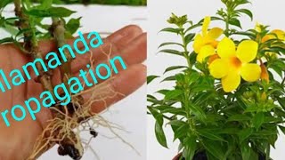 How to grow allamanda from cutting plants allamanda [upl. by Salokkin]