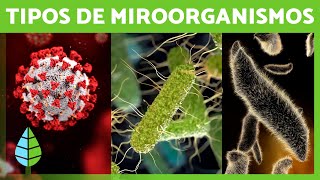 ¿Qué son los MICROORGANISMOS 🦠 Bacterias Virus Hongos y Parásitos [upl. by Madancy]