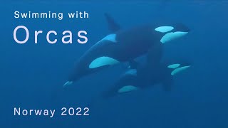 Swimming with Orcas amp Humpbacks Norway 2022 [upl. by Colas]