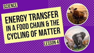 Energy Transfer in a Food Chain amp The Cycling of Matter in Ecosystems [upl. by Franciska]