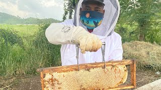 ¿Cómo construyen las abejas el panal maraseomiel [upl. by Arihat]