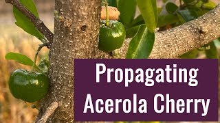 Acerola Cherry Barbados Cherry Propagation [upl. by Handbook]