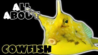 All About The Cowfish [upl. by Nyrb157]