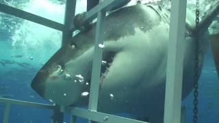 Swimming With A Great White Shark In Guadalupe Mexico [upl. by Legir]