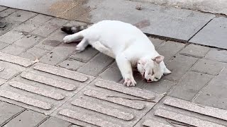 This cat after a car crash and desperately struggling on the roadside finally she was rescued [upl. by Nnairac]