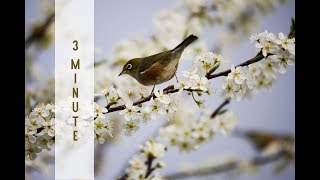 Reiki Healing Music with 24 x 3 minute Tibetan Bell Timer  YIN YOGA TIMER [upl. by Asilim931]