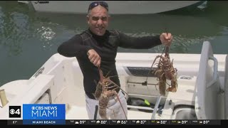 Draw the butter Its time for spiny lobster season [upl. by Winthrop]