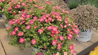 Potentilla Happy Face® Hearts Bush Cinquefoil  Hardy NATIVE Easy to Grow dwarf shrub [upl. by Leland]