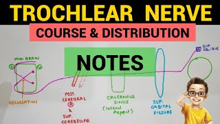 Trochlear Nerve  2  Complete Notes [upl. by Damour466]