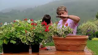 Planting Pelargoniums In Spring [upl. by Eimam]