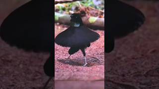 western parotia bird dance [upl. by Eeb]