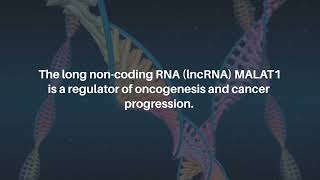 Deconstructing the Role of MALAT1 in MAPKSignaling in Melanoma  Oncotarget [upl. by Foley]