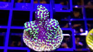 Montipora Capitata  Purple Polyp [upl. by Anatsirhc]