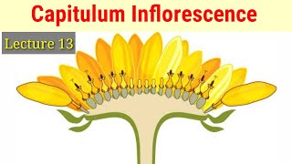 Capitulum Or Head Inflorescence Lecture 13 In HindiUrdu [upl. by Fulks46]