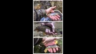 Fly fishing Pisgah National Forest for trout [upl. by Lillith829]