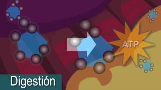 El metabolismo en el cuerpo humano [upl. by Joost]