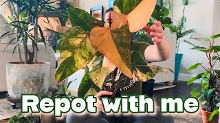 REPOT WITH ME  Philodendron Strawberry shake Ficus Dischidia Peperomia Staghorn Fern and more [upl. by Teryl]