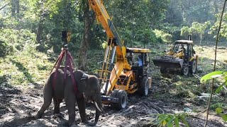 ELEPHANT TRANQUILISED IN JHARGRAM TAKEN TO BUXA [upl. by Alejna835]