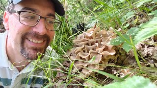 Polyporus umbellatus [upl. by Frodin]