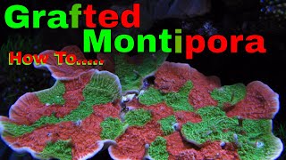 Grafting Coral Green amp Red Montipora Caps [upl. by Trevor443]