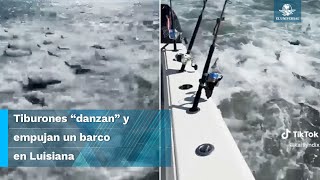 Hambrientos tiburones acechan embarcación de pescadores en EU [upl. by Shamrao782]