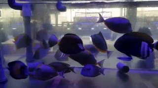 New Fish Shipment 10Dec2015 Wonderland Aquatic [upl. by Jared146]