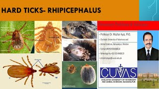 Ticks Rhipicephalus [upl. by Oelgnaed]