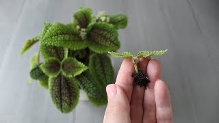 Pilea involucrata vriendschapsplant stekken [upl. by Magdaia]