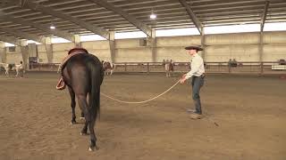 Horse Training  Lunging Part 1  Alignment [upl. by Louise]