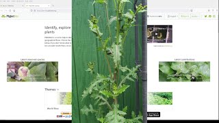 How To Identify Any Plant in Minutes For FREE [upl. by Ria948]