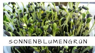 Superfood Sonnenblumengrün selbst ziehen [upl. by Tubb]