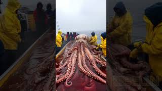 Giant Squid Caught by Fishermen🐙🦑🦐🦀 deepseafishing giantseacreature fishingexploration [upl. by Sekyere145]