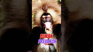 Fakta Unik Gelada Primata Bertaringgelada baboon animals shorts [upl. by Harlow]