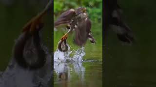 🦅Eagle Vs Snake🐍 इन दोनों में से कौन जीतेगा  youtubeshorts gkfacts viral amazing Birds Mr [upl. by Aenet]