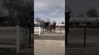 kalona iowa horses [upl. by Sreip]