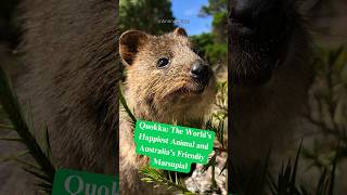 Quokka The World’s Happiest Animal from Australia [upl. by Gnohp]