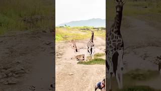 Giraffe vs Lion Animal Highlights Animal Combat Power Competition shorts [upl. by Monah643]