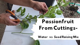 How to grow passionfruit from cuttings Water vs Seed Raising Mix [upl. by Earazed492]