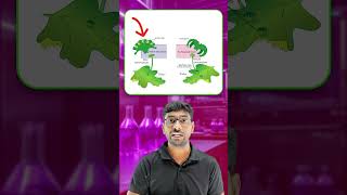 CBSE Class 11 Biology  Plant Kingdom  Bryophyte Liverworts Life Cycle  OneMinute Video [upl. by Rambort]