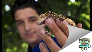 Crested Gecko Safe Plant List  Reptile Edge [upl. by Anialem]