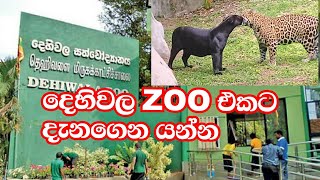 දෙහිවල සත්වෝද්‍යානය ගිහින් නැත්නම් අනිවාර්යයෙන්ම යන්න Dehiwala zoo [upl. by Aikemaj663]