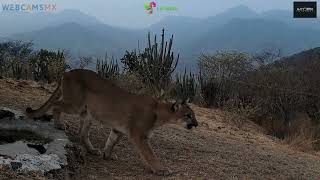 Ayudemos a la fauna silvestre [upl. by Haerr]