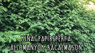 Kínai papíreperfa állományok Rácalmáson Broussonetia papyrifera [upl. by Gnemgnok]