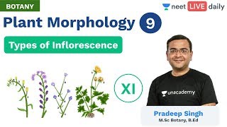 Plant Morphology  L 9  Types of Inflorescence  Unacademy NEET  Live Daily  Botany  Pradeep Sir [upl. by Irneh]