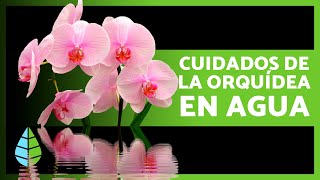 Cómo CULTIVAR ORQUÍDEAS en AGUA 🌸 Cuidados Fertilizante y Reproducción [upl. by Ahsilrak]