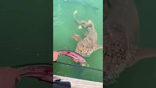 Nurse Shark Feeding in Key West Florida  Slow Motion Dock Series 3 [upl. by Britni496]