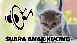 SUARA ANAK KUCING MENGEONG MEMANGGIL INDUKNYA [upl. by Bayless]