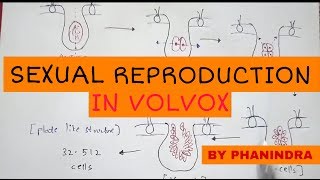 Sexual reproduction in Volvox By Phanindra guptha [upl. by Nolyag521]