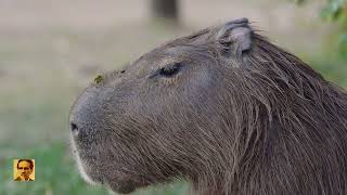 Capibara Capybara el roedor más grande del mundo [upl. by Sorcha]